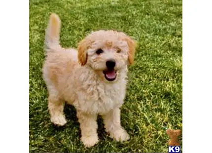 Mini goldendoodle for sale Tel….9495058192 available Goldendoodles puppy located in Orange ca